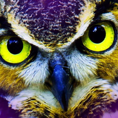 Owl Hooting at Night Cover Art Blurred Background