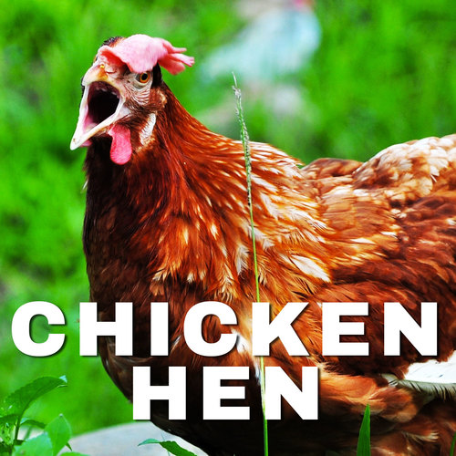 Chicken Hen Cover Art Blurred Background