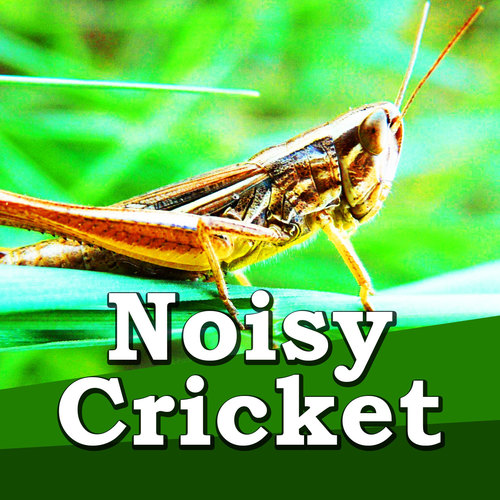 Noisy Cricket Cover Art Blurred Background