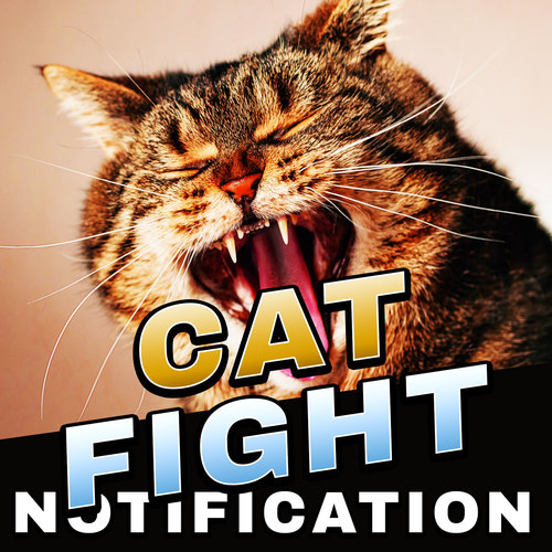 Cat Fight (Notification) Cover Art Blurred Background