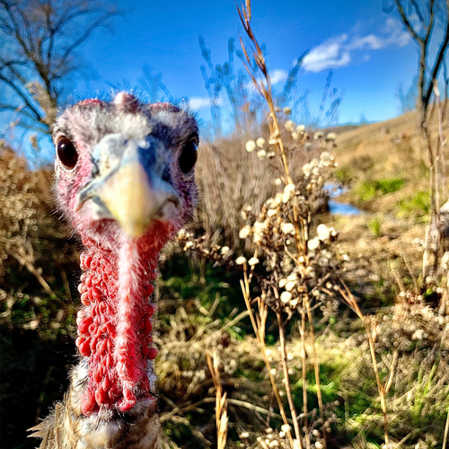 Heritage Turkey Hen Cover Art Blurred Background