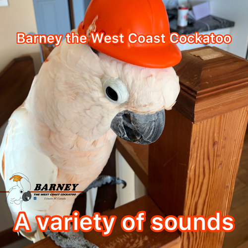 A Variety of Sounds Cover Art Blurred Background