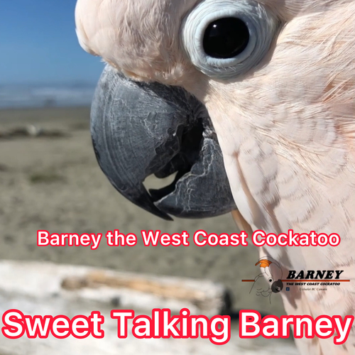 Sweet Talking Barney Cover Art Blurred Background