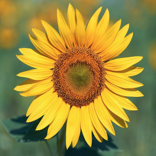 Sunflower (Instrumental Remix) [Cover] Cover Art Blurred Background