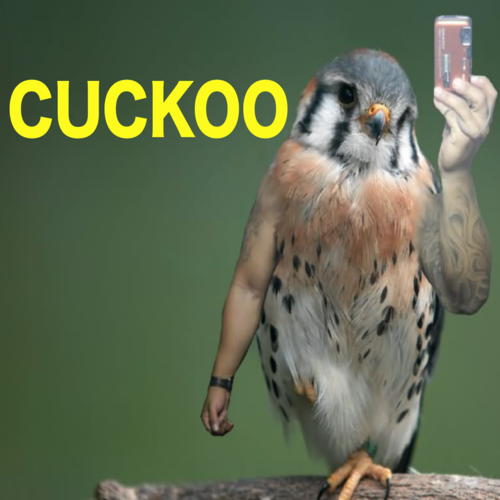 Cuckoo Cover Art Blurred Background
