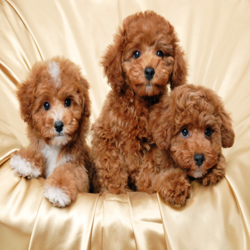 Cute Puppy Crying Cover Art Blurred Background