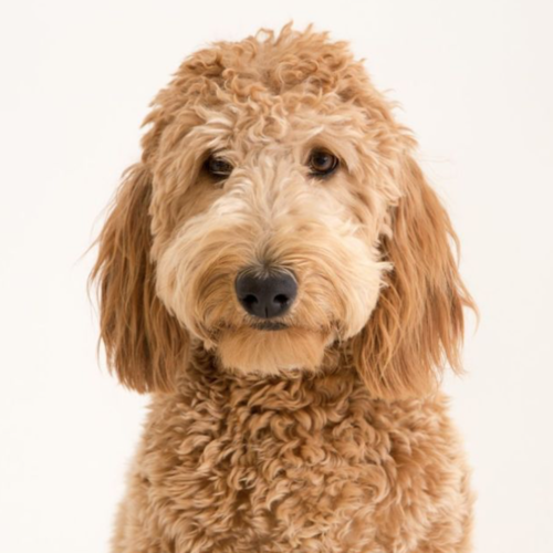 Bitch Cover Art Blurred Background