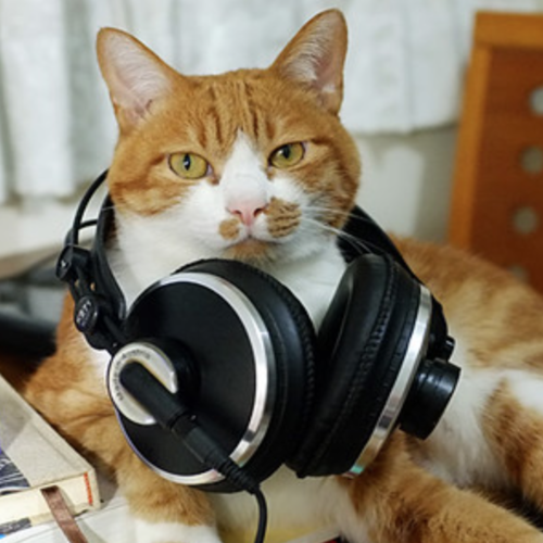 Cat Song (Meow Meow Meow Remix) Cover Art Blurred Background