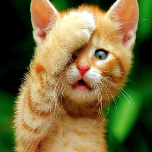 Meow (Kittens Meowing Remix) Cover Art Blurred Background