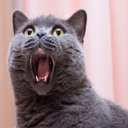 Cat Scream (Kitty Cat Remix) Cover Art Blurred Background