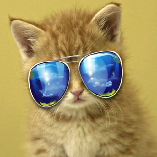 Meow (Kitty Cat Message) Cover Art Blurred Background