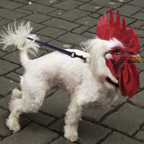 Rooster (Wake Up Remix) Cover Art Blurred Background