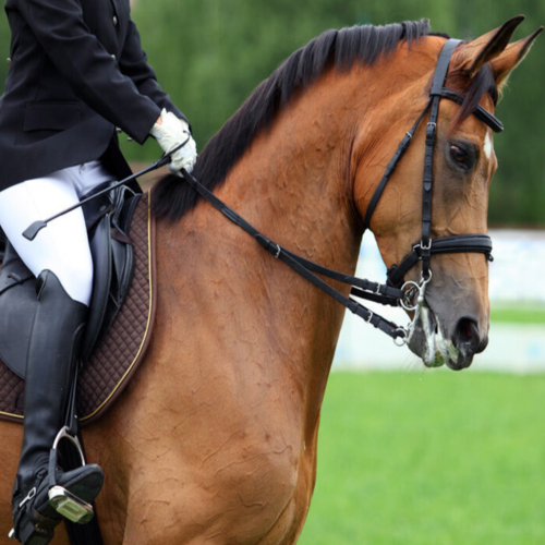 Horse Cover Art Blurred Background