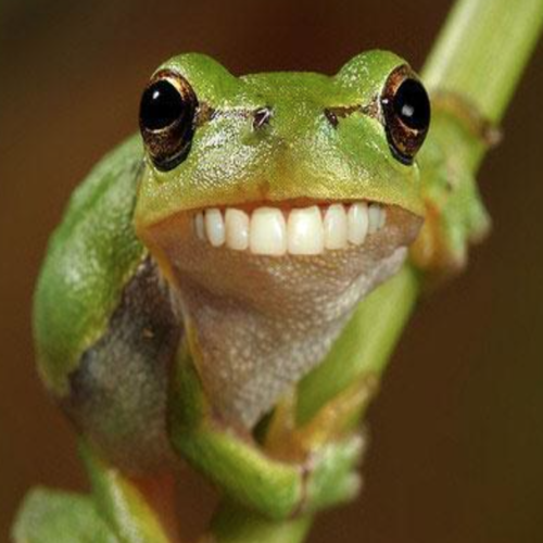 Frog Cover Art Blurred Background