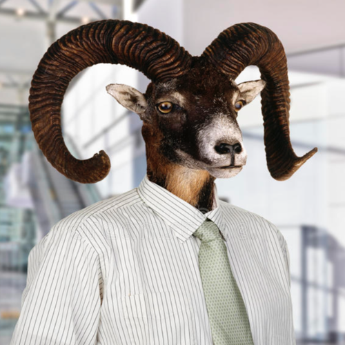 Goat Cover Art Blurred Background