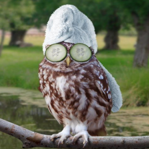 Owl Bird Call Cover Art Blurred Background