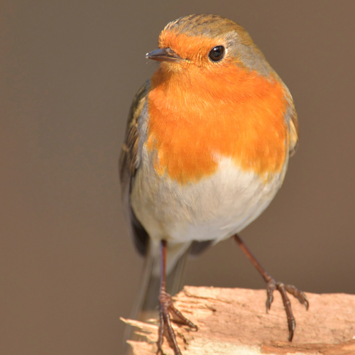 Bird Chirping Cover Art Blurred Background