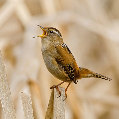 Birds Chirping Cover Art Blurred Background