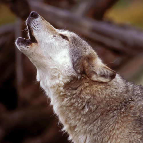 Wolves Howling Cover Art Blurred Background