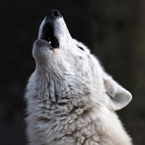 Howling Wolf Cover Art Blurred Background