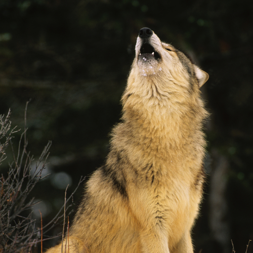 Wolf Pack (Wolves Howling) Cover Art Blurred Background