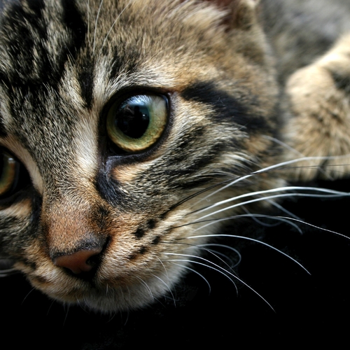 Cat Meow Cover Art Blurred Background