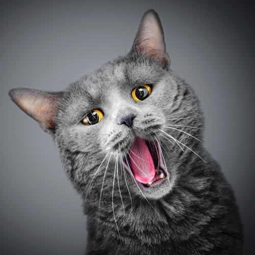 Cat Meow (Kitten Meowing) Cover Art Blurred Background