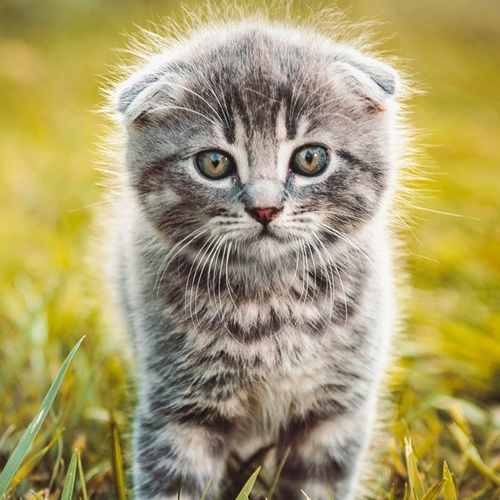 Kitten Meowing (Cat Meow) Cover Art Blurred Background