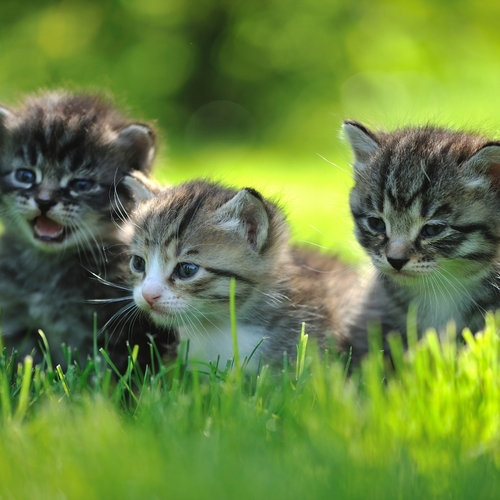 Cats Meowing (Kitty Cat Meow) Cover Art Blurred Background