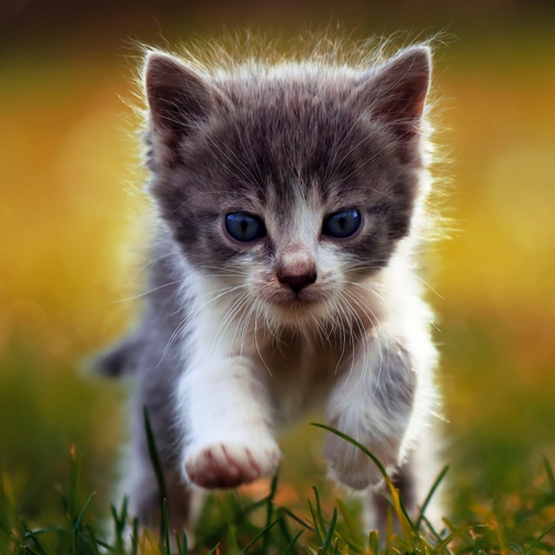 Cute Cats (Cat Meow) Cover Art Blurred Background