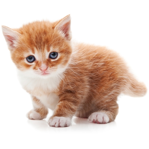 Kitty Cat Meowing Cover Art Blurred Background