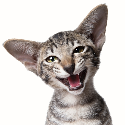 Cat Meow (Cute Kitten Meow) Cover Art Blurred Background