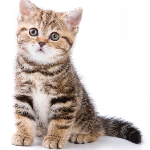 Cat Meowing (Kitty Cat) Cover Art Blurred Background