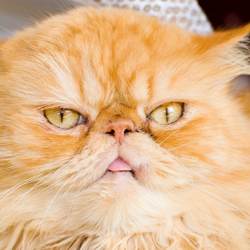 Cat Meow (Siamese Kittens) Cover Art Blurred Background