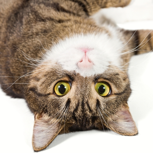 Cat Meow (American Bobtail Kitten) Cover Art Blurred Background