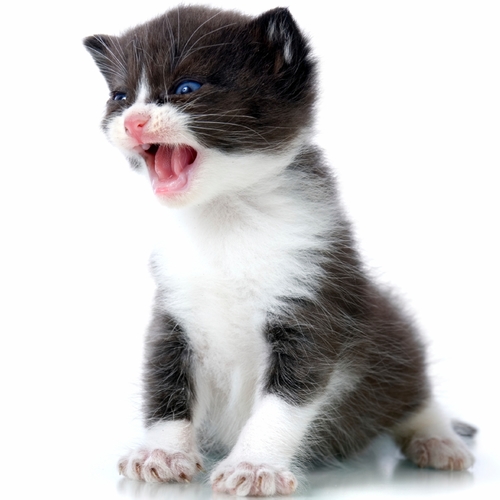 Cat Meow (Kitten) Cover Art Blurred Background