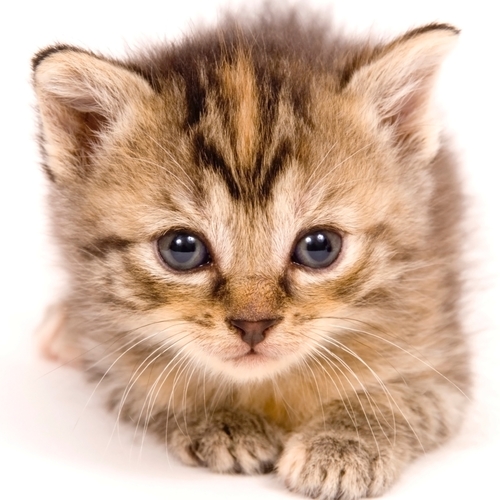 Cat Meow (So You Know Who It Is) Cover Art Blurred Background