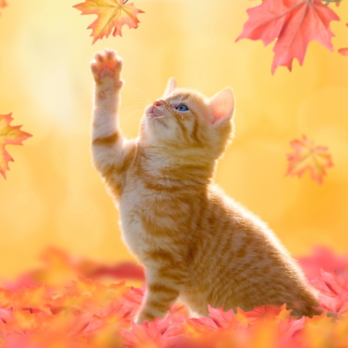 Cat Meow (Purring Kitten) Cover Art Blurred Background