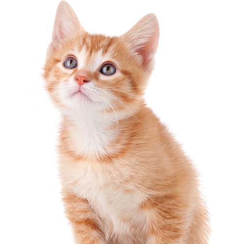Cat Meow (Cute Kitten) Cover Art Blurred Background