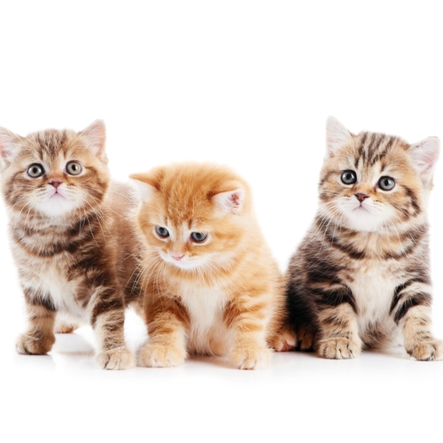 Kitten Meow (Cute Cats Meowing) Cover Art Blurred Background