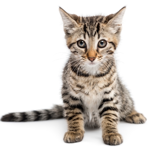 Cats Meow (Cat Meowing) Cover Art Blurred Background