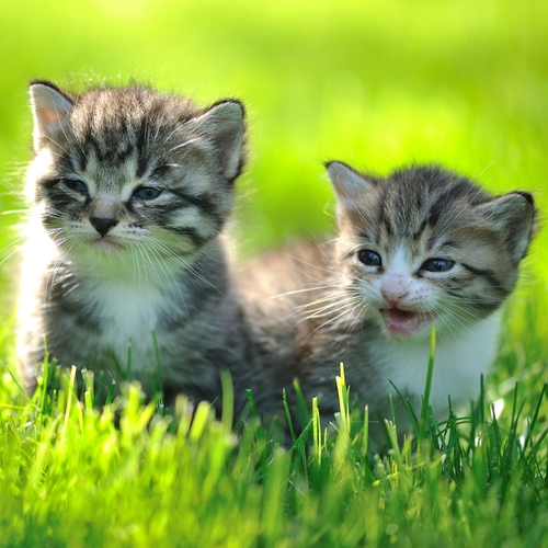 Cats Meowing (True Kitty Cat Meow) Cover Art Blurred Background