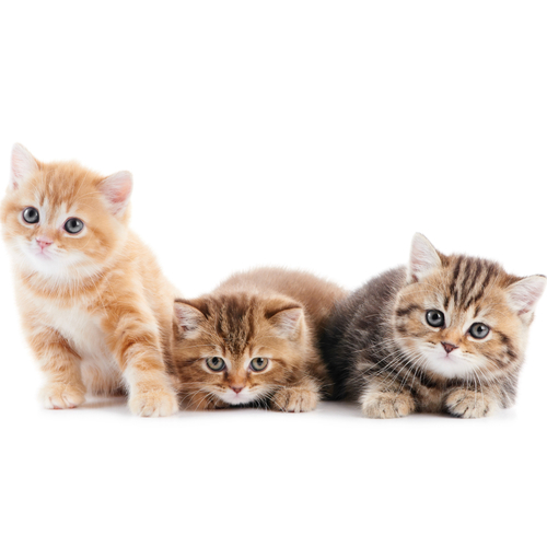 Cats Meowing (Kitty Cats) Cover Art Blurred Background
