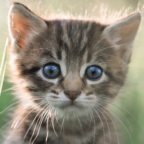 Cats Meowing (Kittens) Cover Art Blurred Background