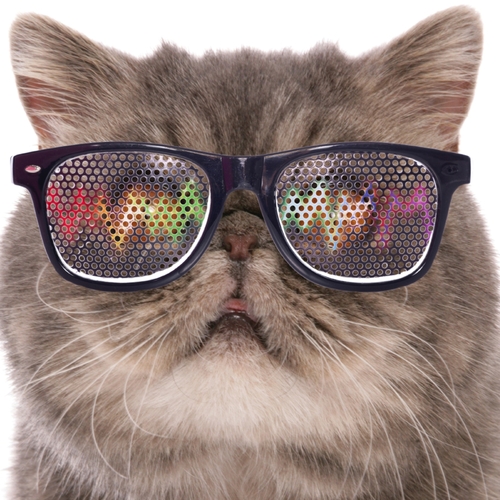 Cats Meowing (Kittens Meow) Cover Art Blurred Background