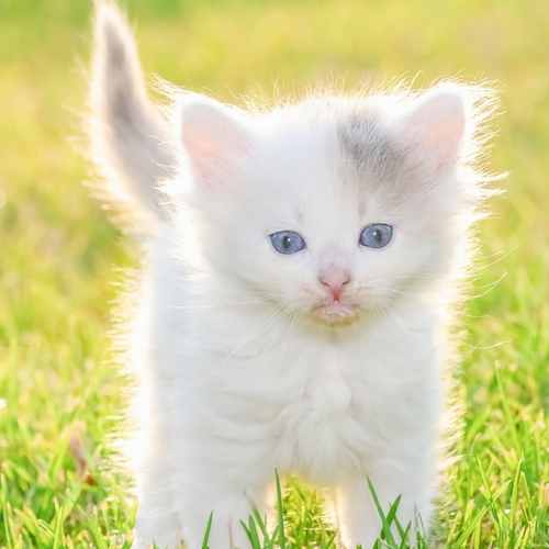 Cat Meow (Kitty Cats Meowing) Cover Art Blurred Background