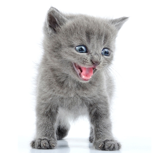 Cat Meowing (Kitty Cats Meow) Cover Art Blurred Background
