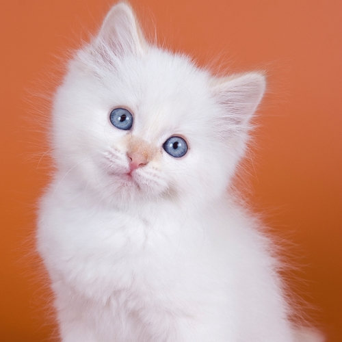 Cat Meow (Somali Kitten Meowing) Cover Art Blurred Background
