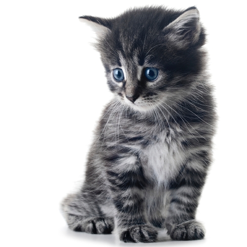 Cat Meow (LaPerm Kittens Meowing) Cover Art Blurred Background