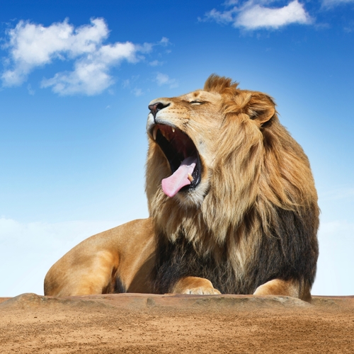 Lion Roar (King of the Jungle) Cover Art Blurred Background